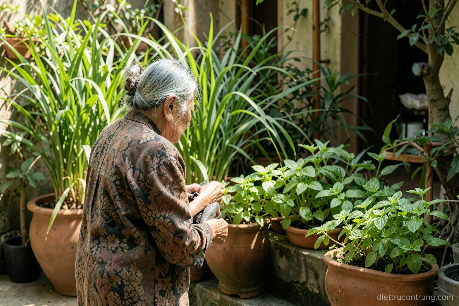 Sunlit Vietnamese courtyard garden with clumps of lemongrass, basil and mint in clay pots along a low wall, an elderly woman seen from behind trimming leaves, soft green palette